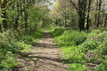 Footpath through trees