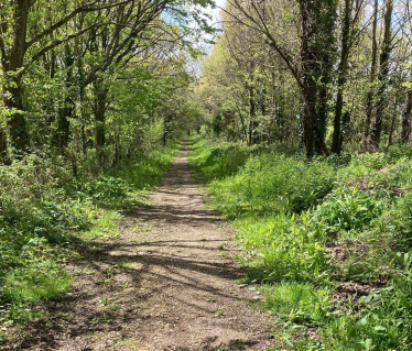 Footpath through trees